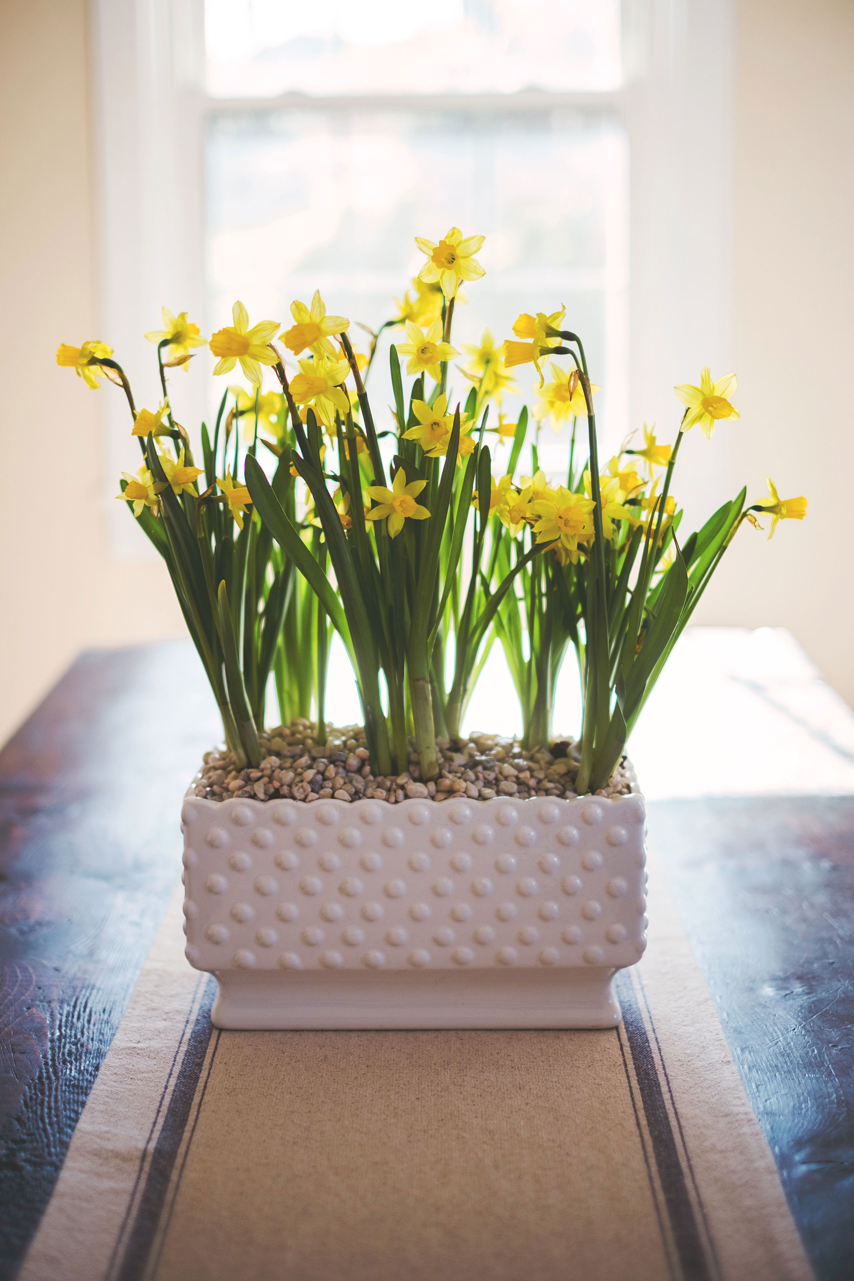 Sunny miniature daffodils can help bring some sunshine to your tablescape.