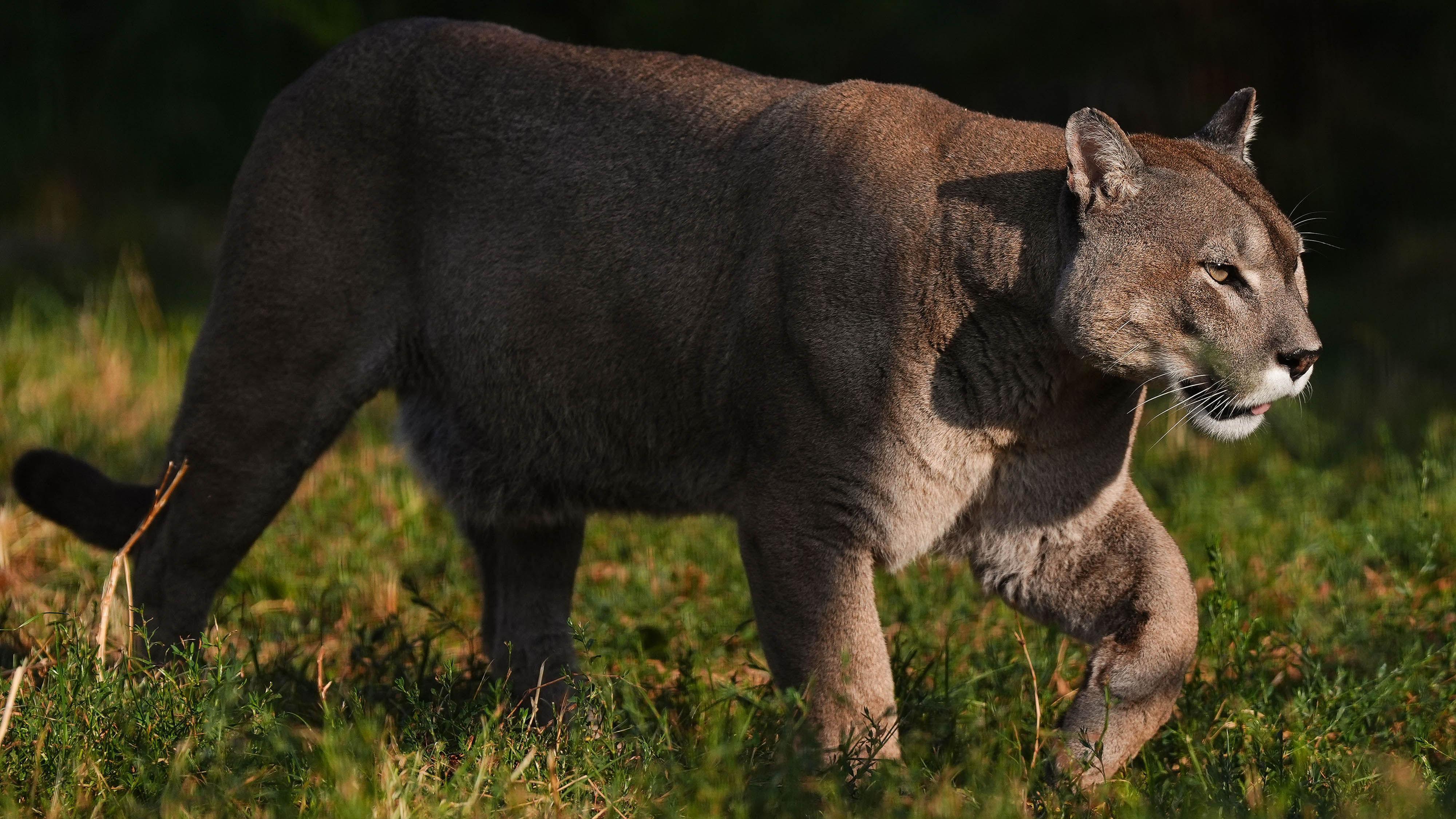 Calls for review of 'outdated' exotic animals law