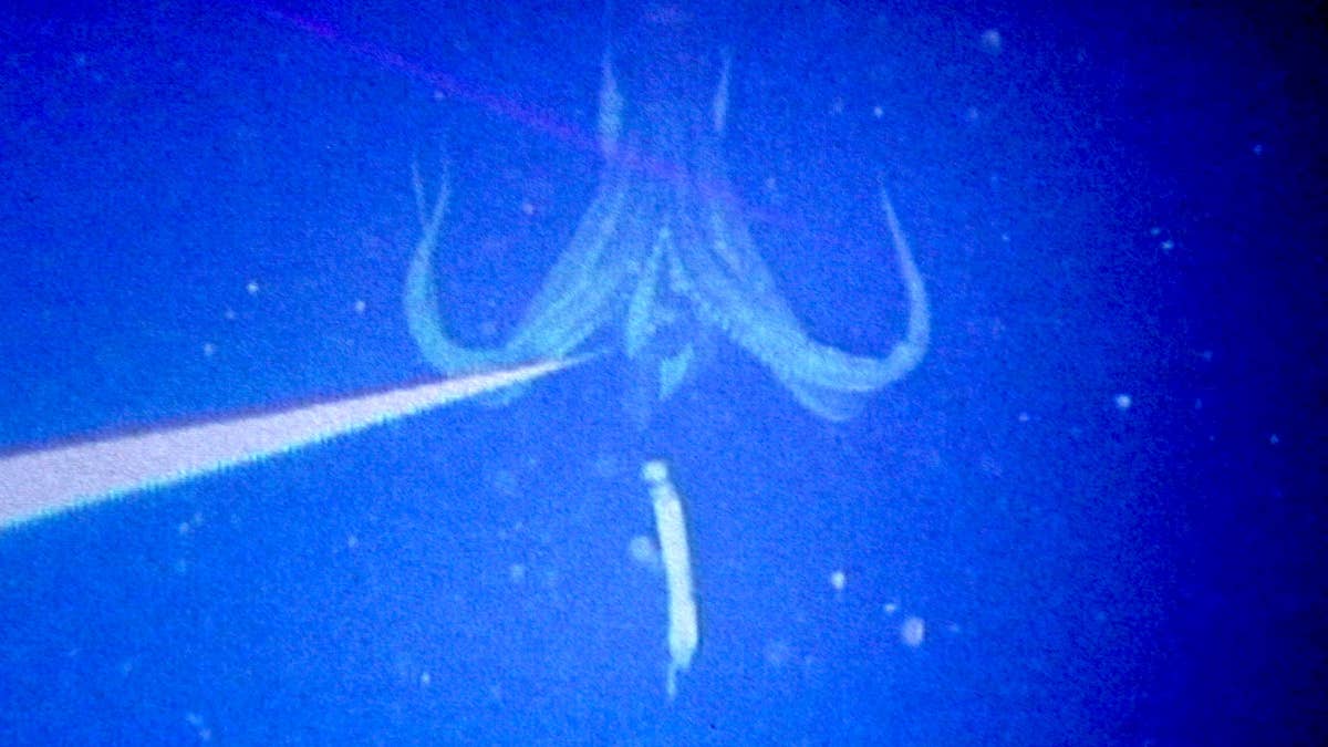 Elusive Giant Squid Larger Than a School Bus Detected Off Australia (Video)