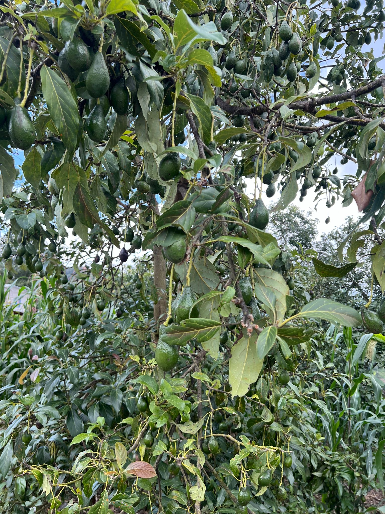 Ancient genes reveal that big, bright avocados were carried through the Americas thousands of years ago