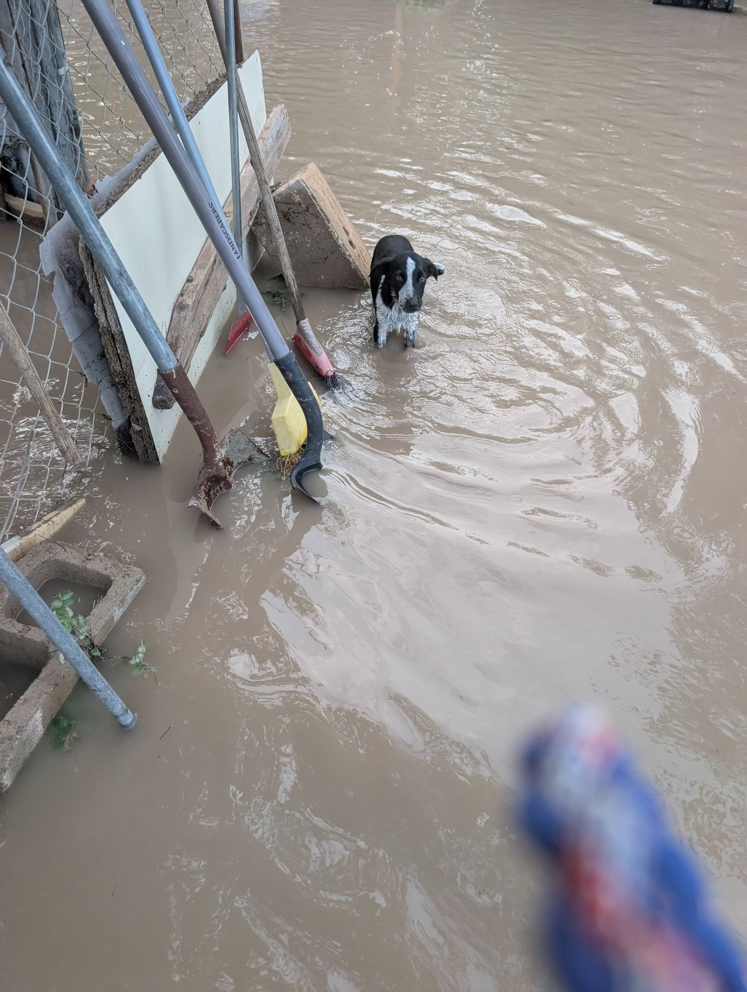 Rescuers Rush To Help During Texas Floods And Find Hundreds Of Animals Stranded