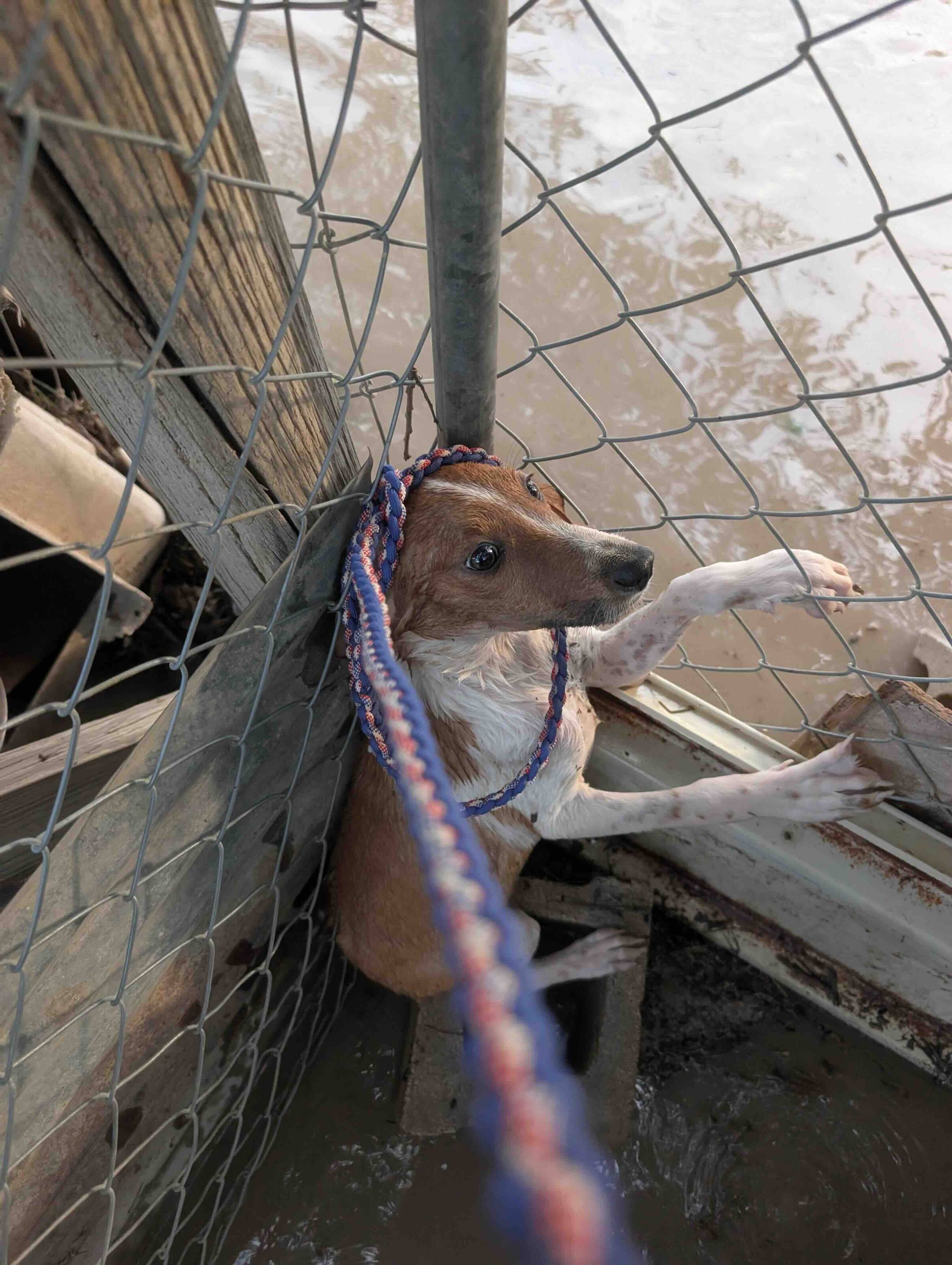 Rescuers Rush To Help During Texas Floods And Find Hundreds Of Animals Stranded