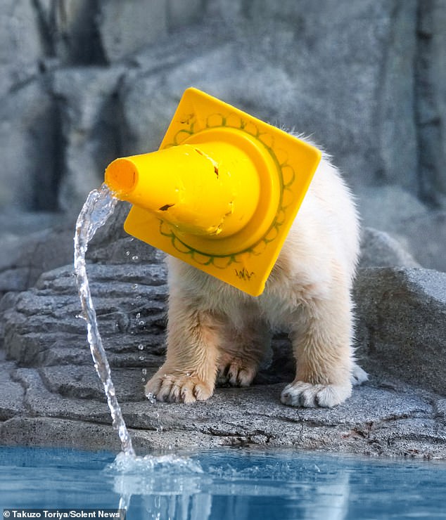 Little Momota, a polar bear cub at Oga Aquarium in Japan, discovered a new function for a cone - to wear as a hat