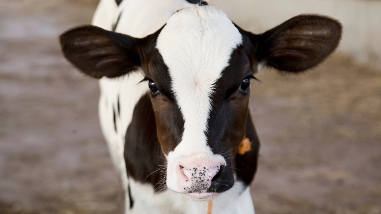 Adorable baby cow enjoys a shopping trip at Tractor Supply