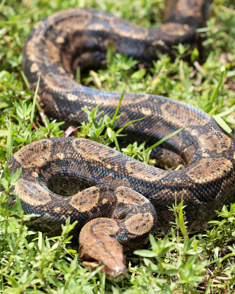 A burmese python is seen during a training with Soul River group at the Arthur R. Marshall Loxahatchee National Wildlife Refugee in Boynton Beach, Florida on June 19, 2017
