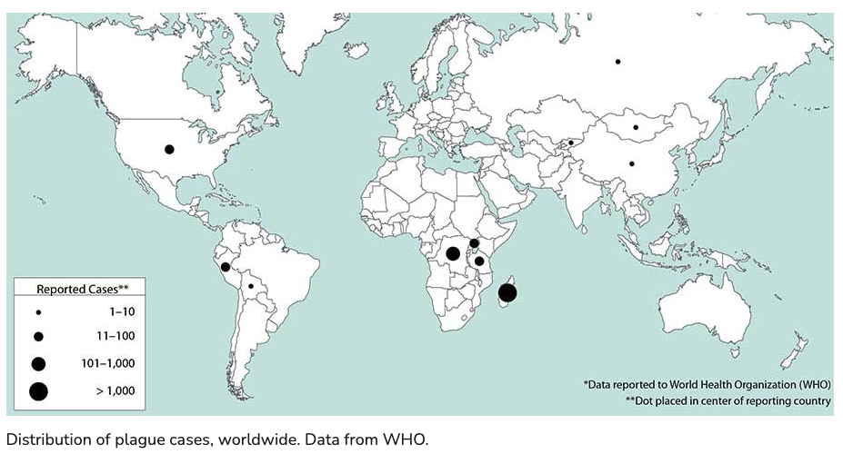New Plague Vaccines 100% Effective Against Deadly Form of The Disease in Mice