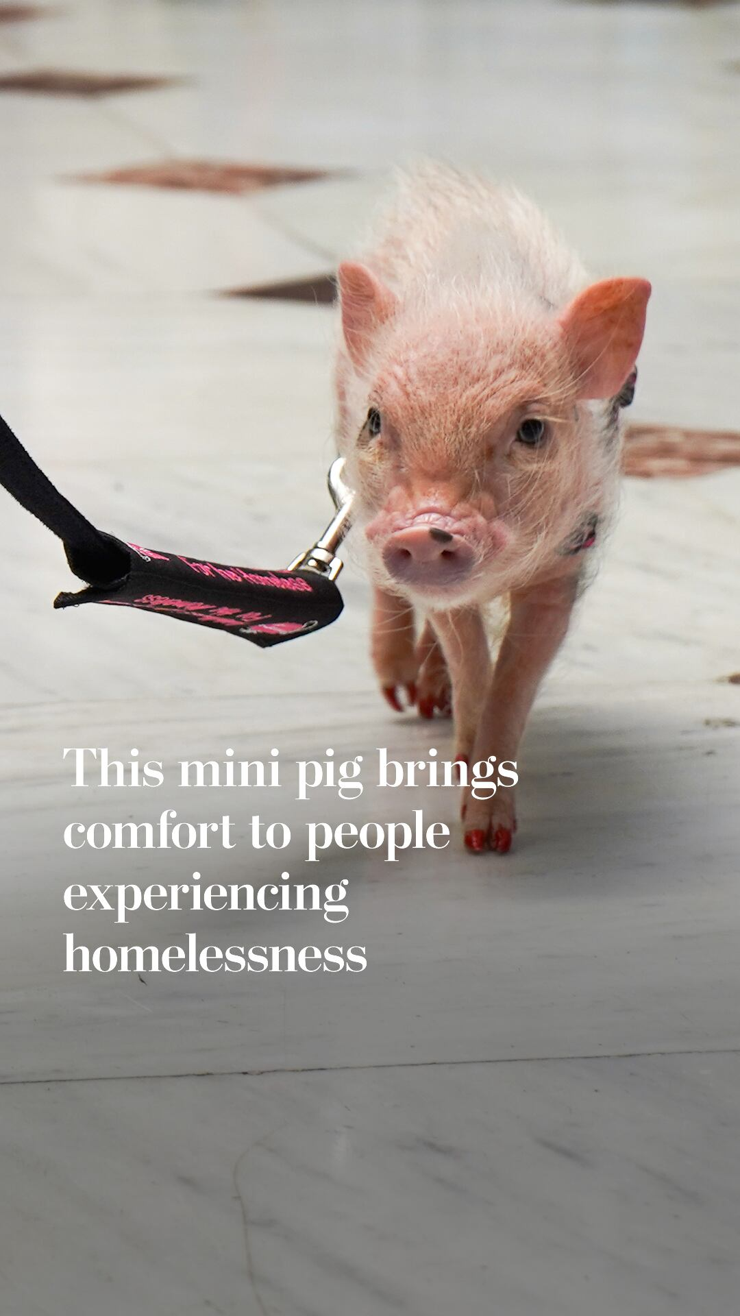 This mini pig brings comfort to people experiencing homelessness