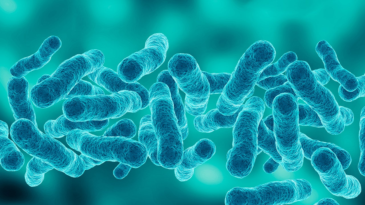 microscopic magnification Legionella pneumophila, Gram-negative bacillus that causes pneumonia. 3d illustration