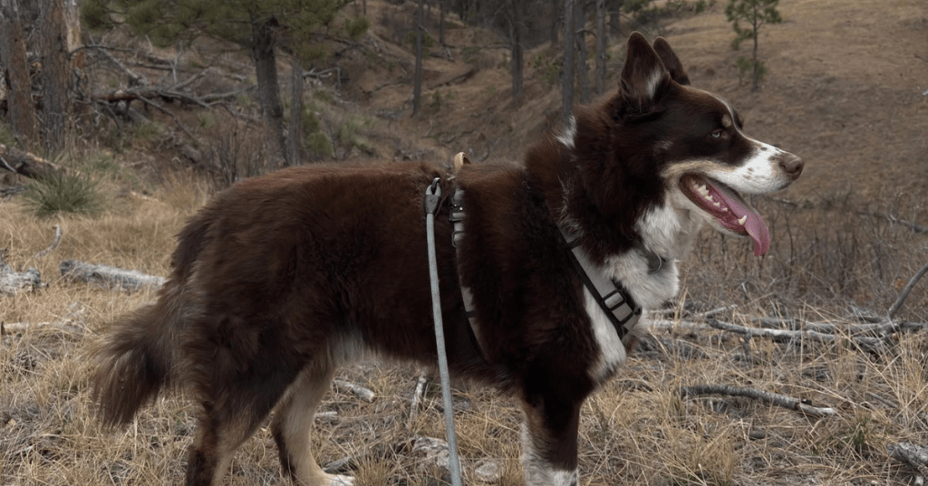 Brown and white dog wearing a harness outdoors at Devil's Den trail in Nebraska.