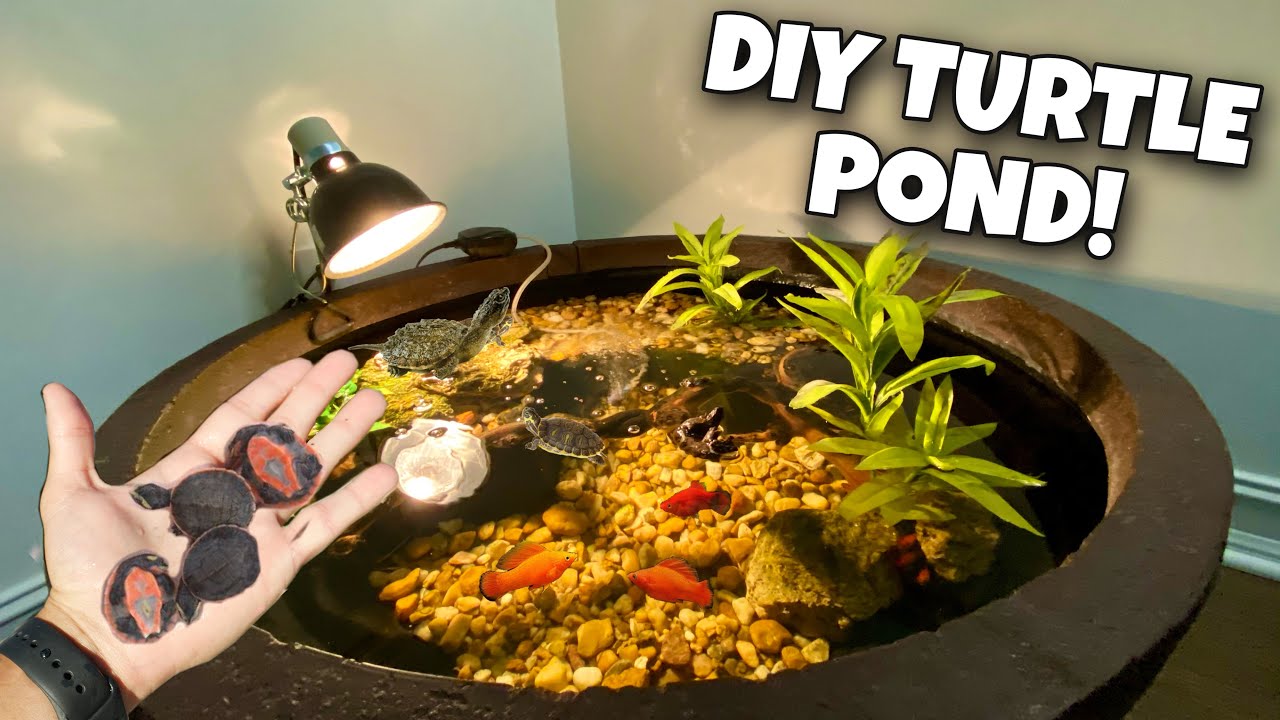 DIY exotic turtle and fish pond transformation