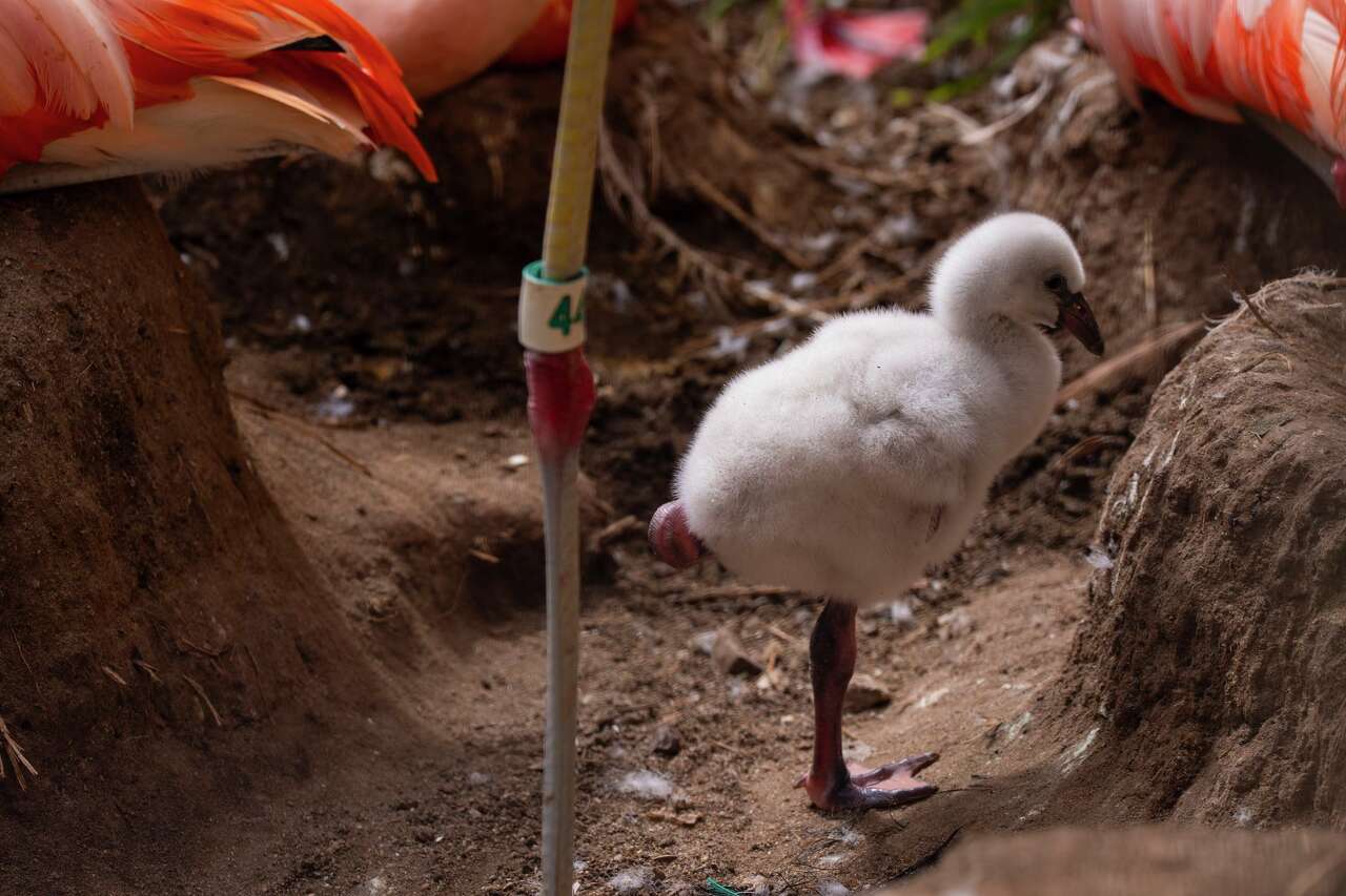 S.F. Zoo has an adorable fluffy newborn attraction - and more may be on the way