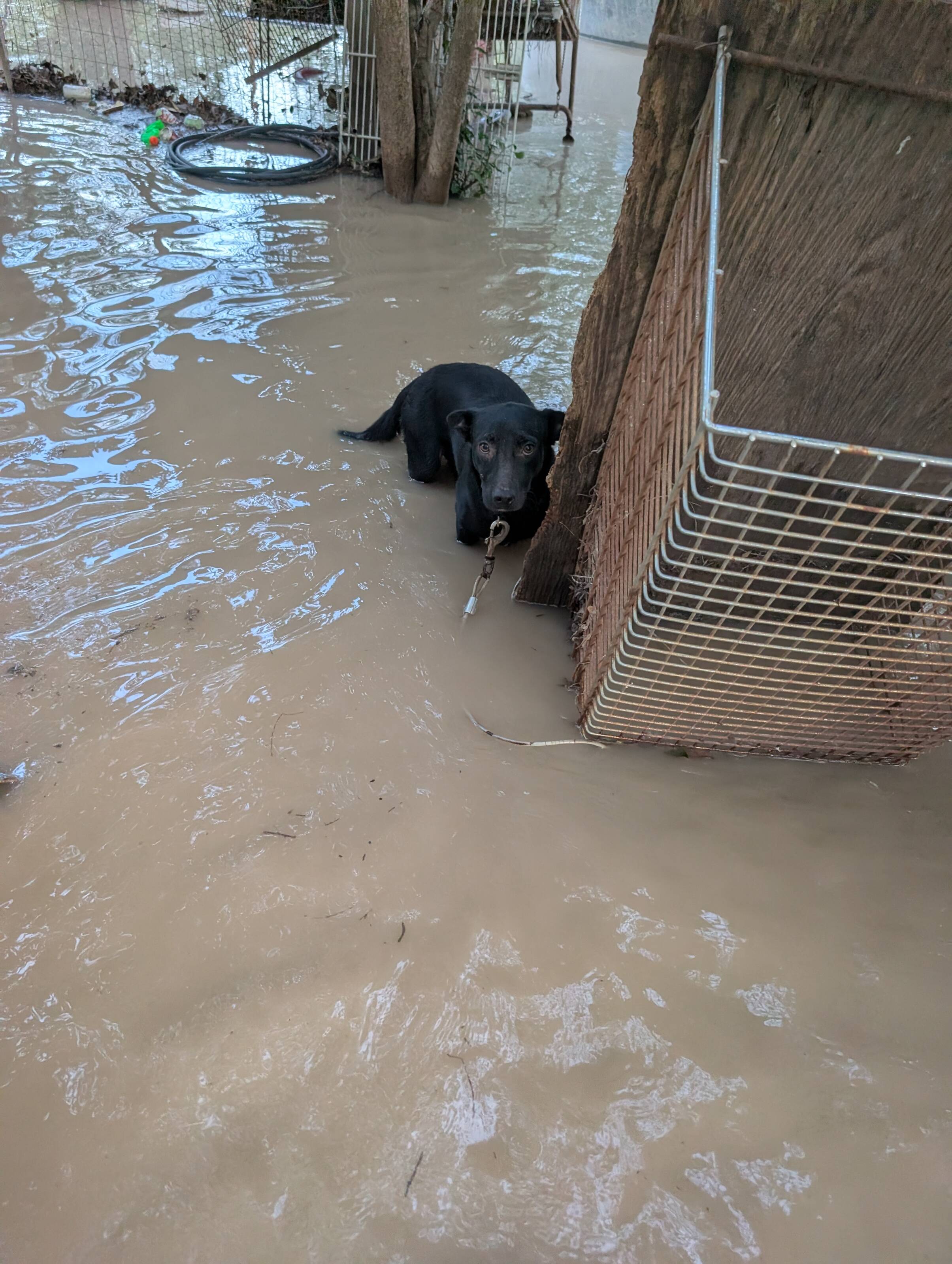 Rescuers Rush To Help During Texas Floods And Find Hundreds Of Animals Stranded