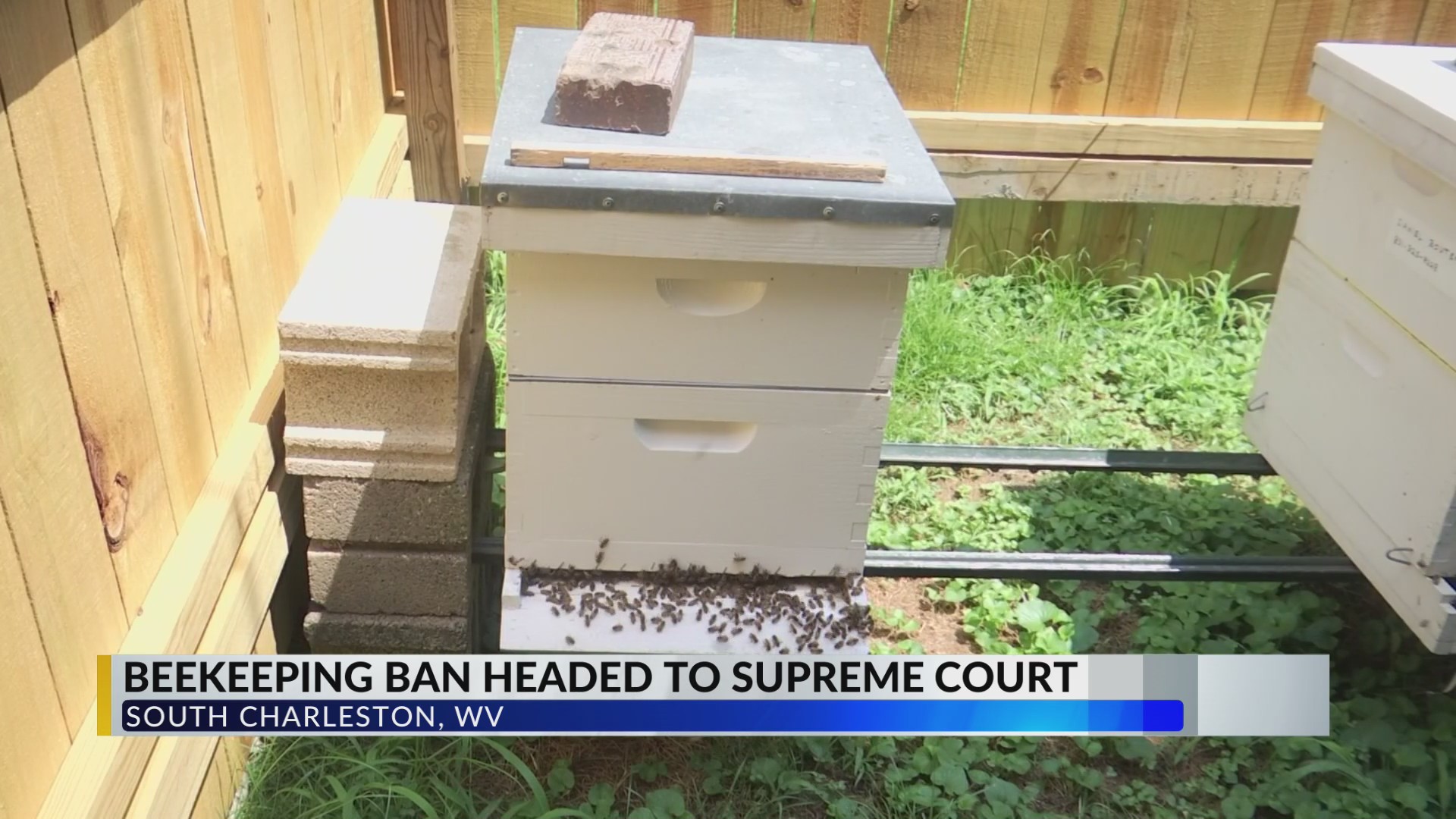 South Charleston's beekeeping ban going to West Virginia Supreme Court ...