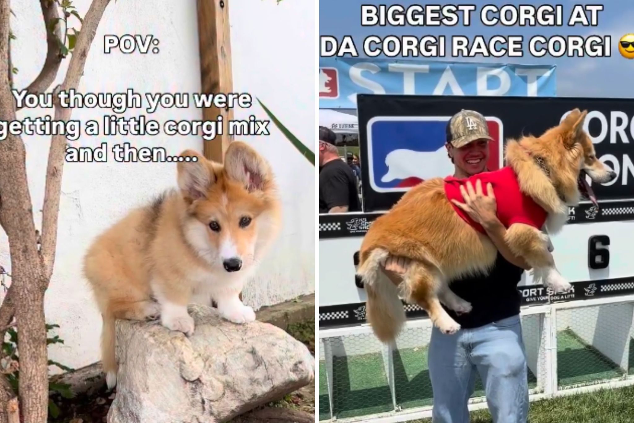 Man thought he had corgi mix—but then puppy kept getting bigger and bigger