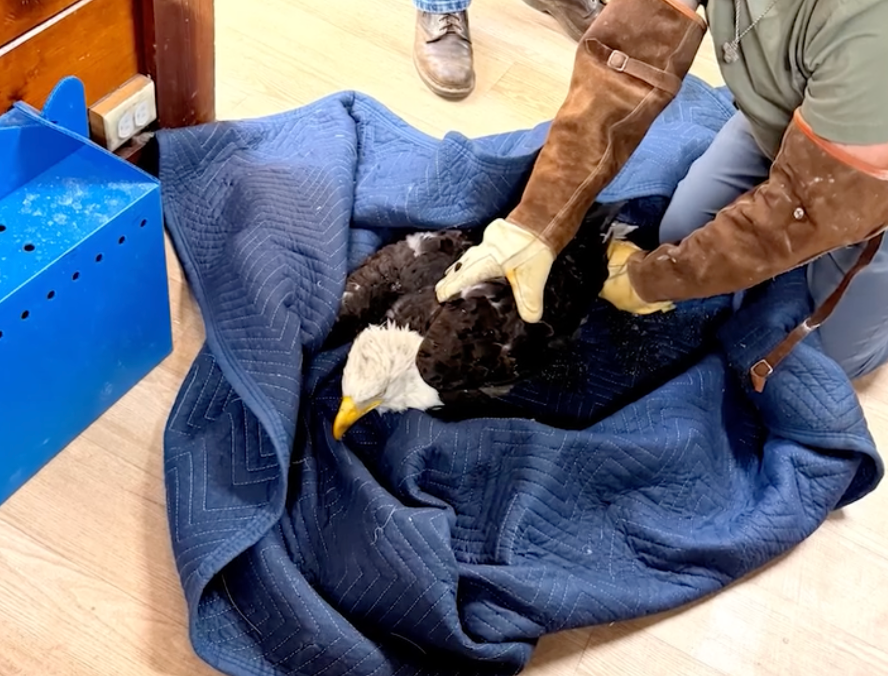 Beloved friends of Big Bear Valley bald eagle 'Jackie' in critical condition with unknown ailment