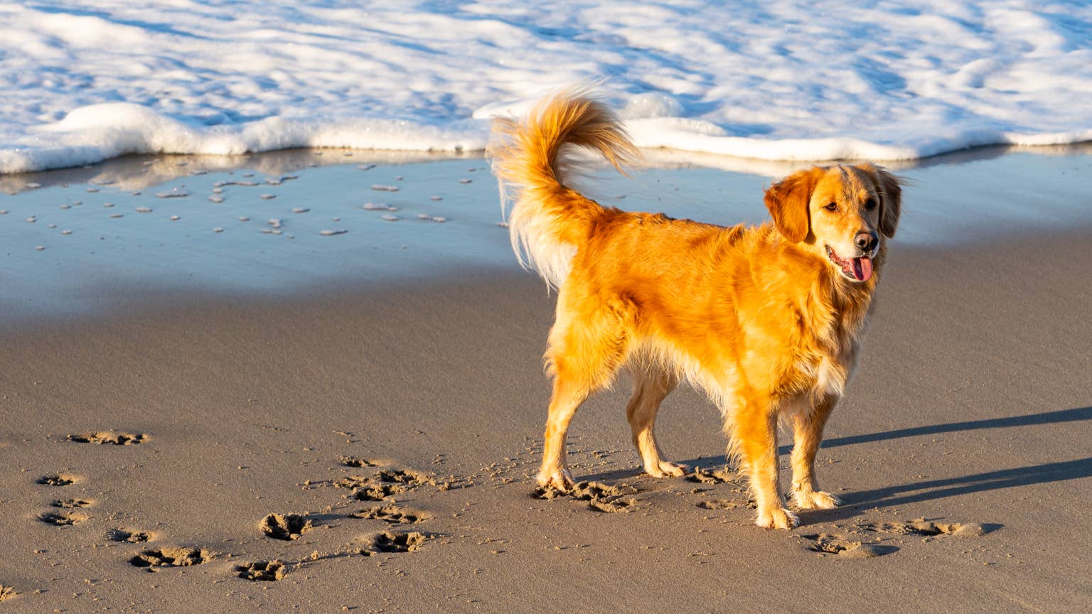 Golden retriever's obsession with an octopus was a mystery until her mom remembers something from her puppy days