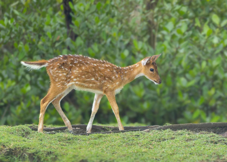 10-things-about-chronic-wasting-disease-that-every-deer-hunter-should