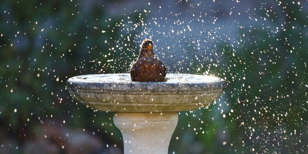 Help Birds Through Summer Heat Waves