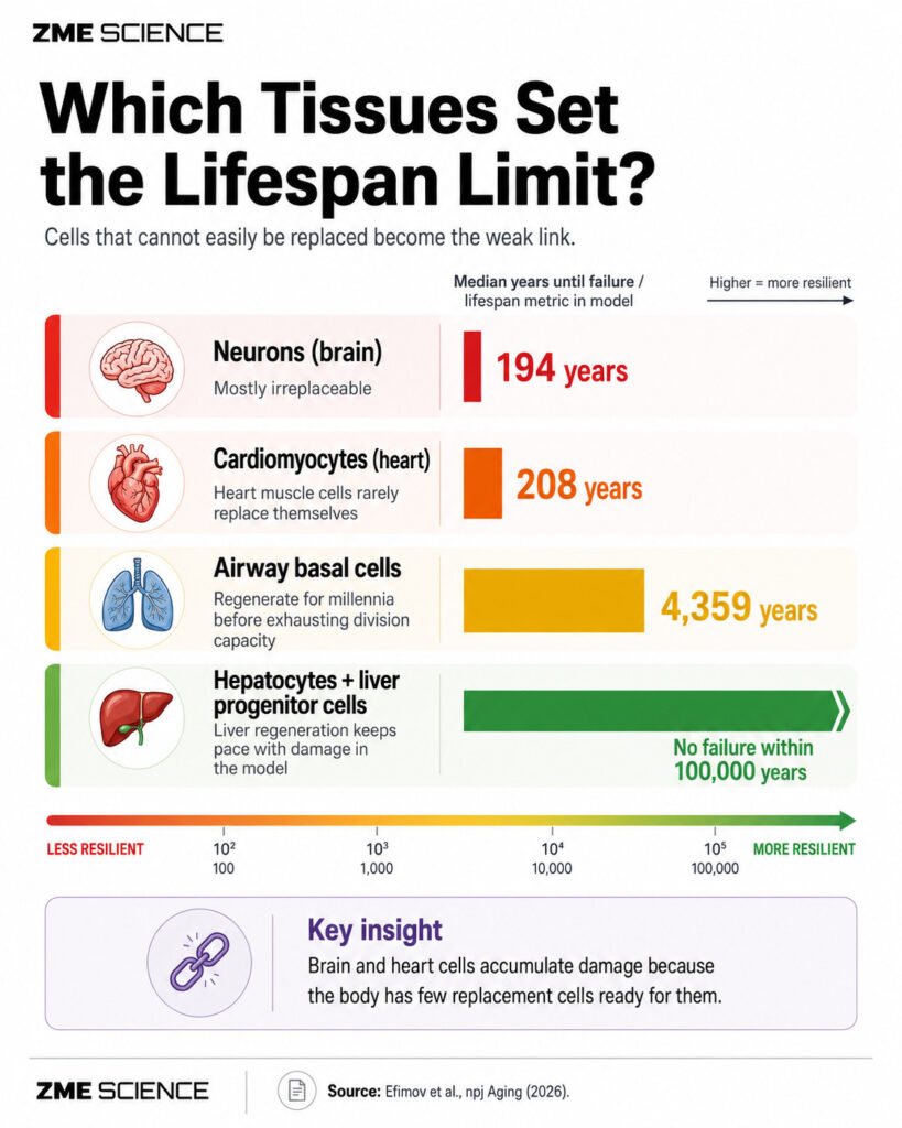 How Long Could Humans Live If We Cured Aging? People Might Live to 200 Years Before DNA Damage Kills Them