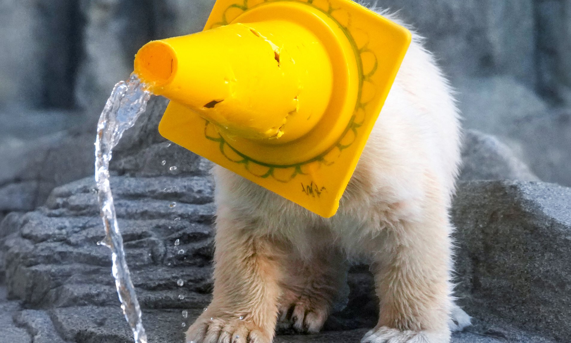 Cuteness cone-firmed! Polar bear cub plays with its new toys