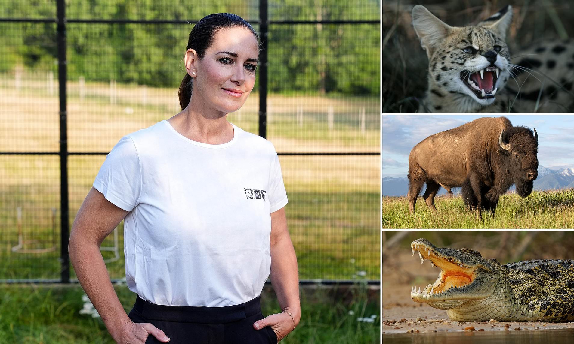 Crocodiles, snakes, wildcats and Bisons... oh my! Dangerous animals are being kept LEGALLY as pets