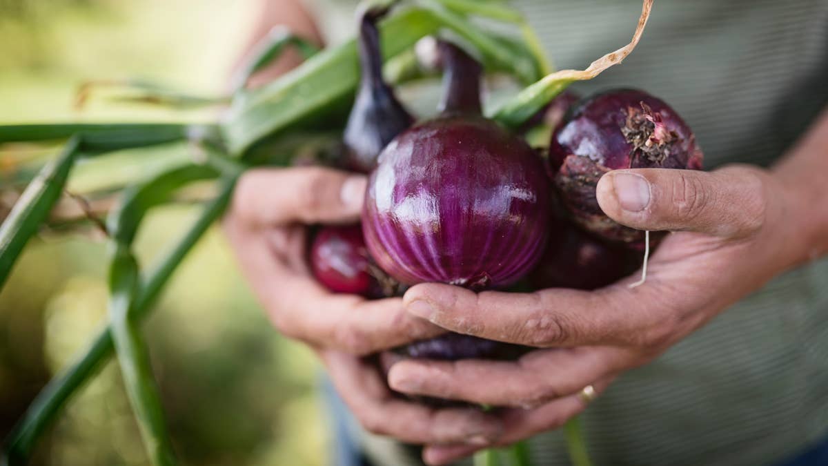 Gardening expert shares the telltale signs your onions are ready to harvest