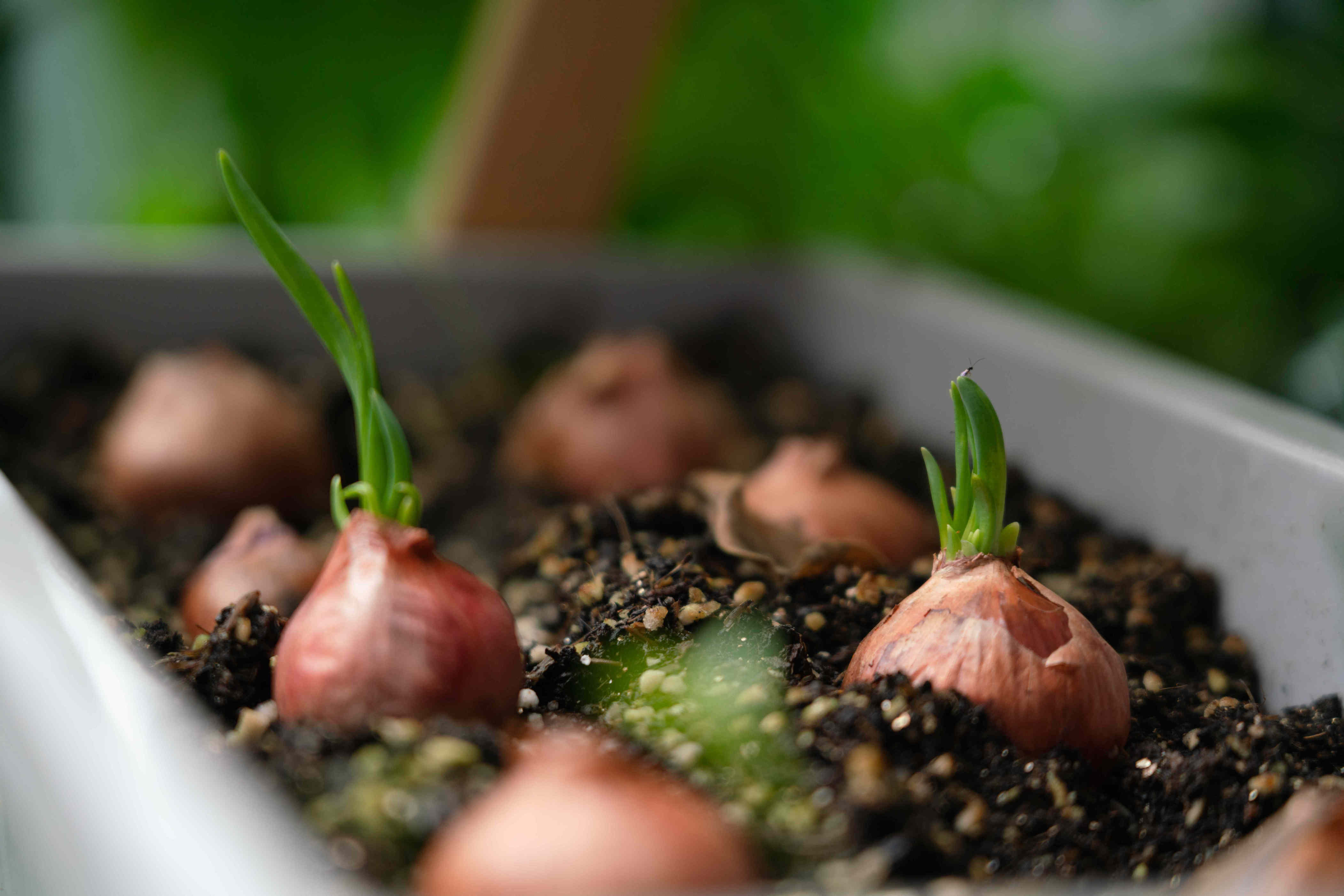 How to grow onions almost anywhere in containers