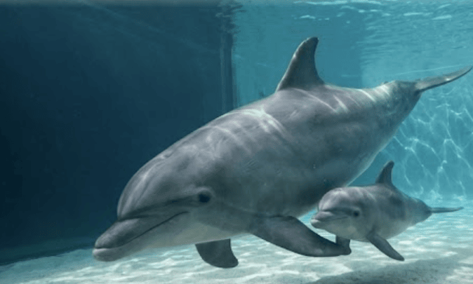 Chiquis Rivera leads PETA campaign against SeaWorld; calls for the release of Ripley the dolphin