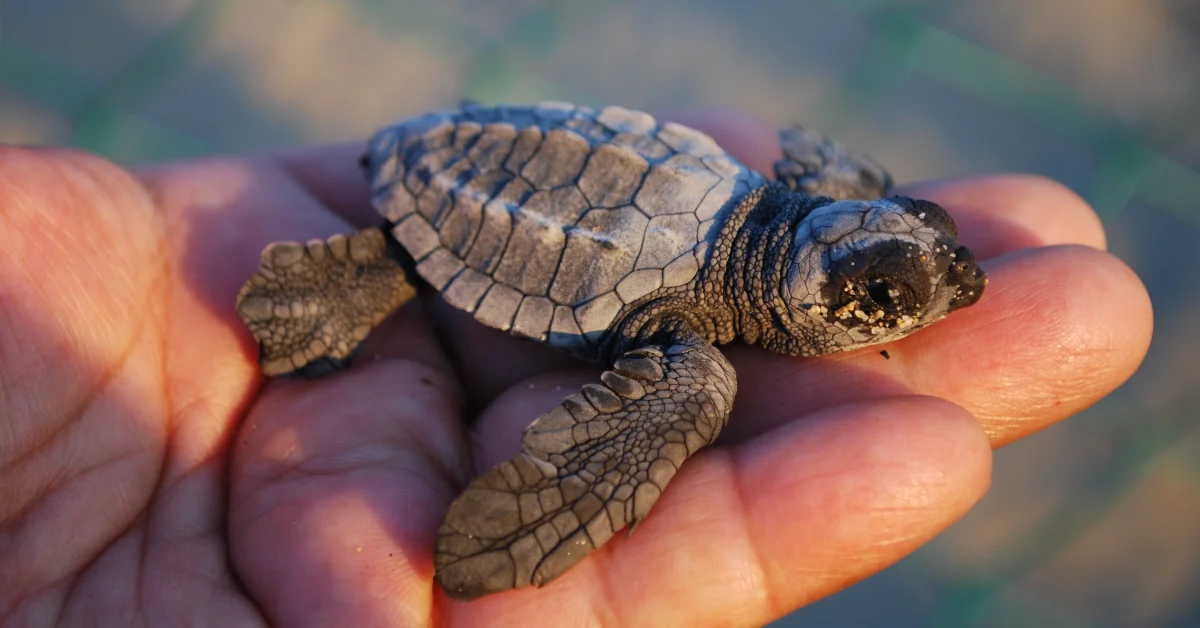 Firefighters rescue a dozen baby sea turtles that got stuck in a condo's storm drain