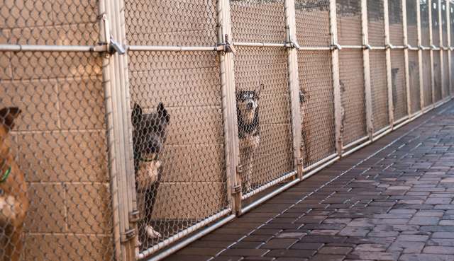 Kentucky shelter waives adoption fees as it cares for 55 dogs, and more arrive