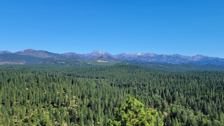 Between Mt. Rainier National Park and Leavenworth is Washington's ethereal forest to camp and fish