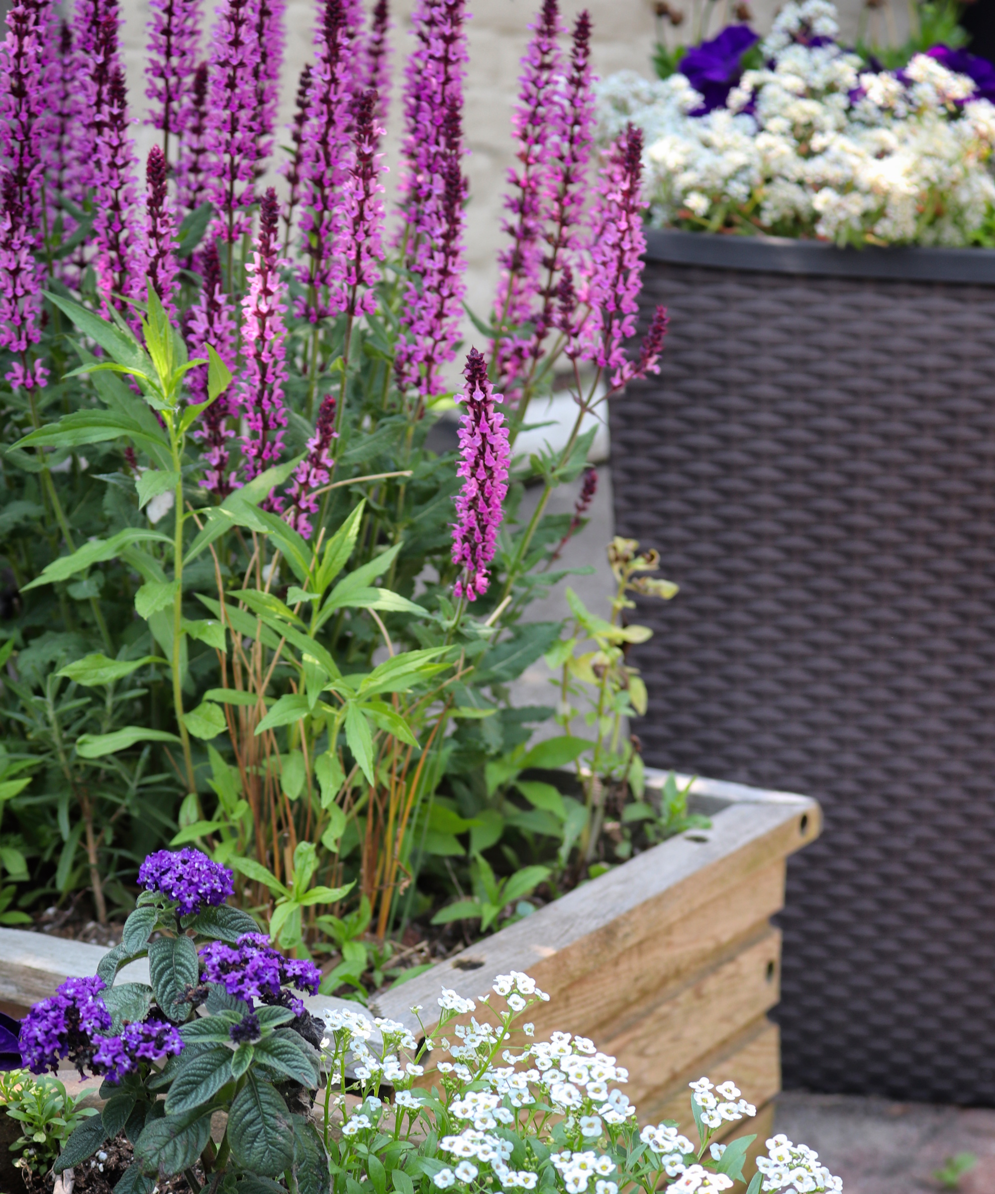 Purple salvias in containter