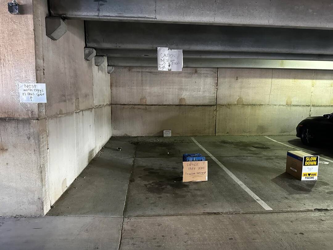 Woman sees parking spot blocked off with signs — then learns the sweet reason why