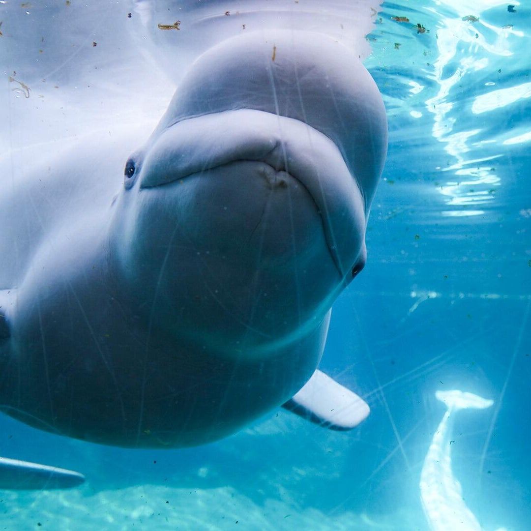 First beluga whales from Marineland arrive in Texas as rescue gets underway