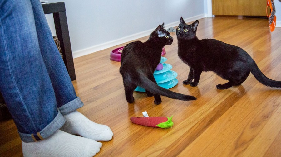Plainville cat lounge, adoption center closing Sept. 1