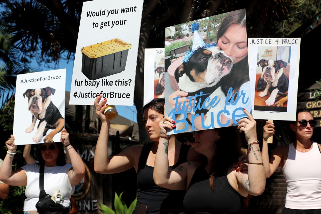 Dog owner breaks down in tears outside daycare where her beloved bulldog allegedly drown