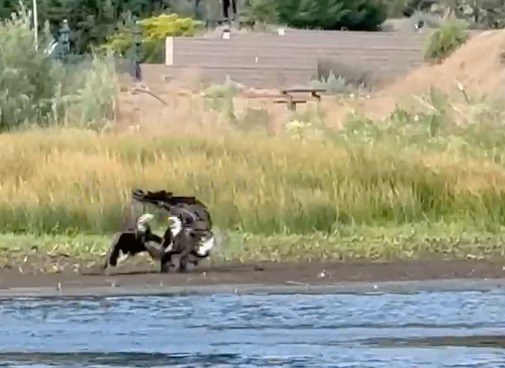 Jackie the bald eagle is attacked