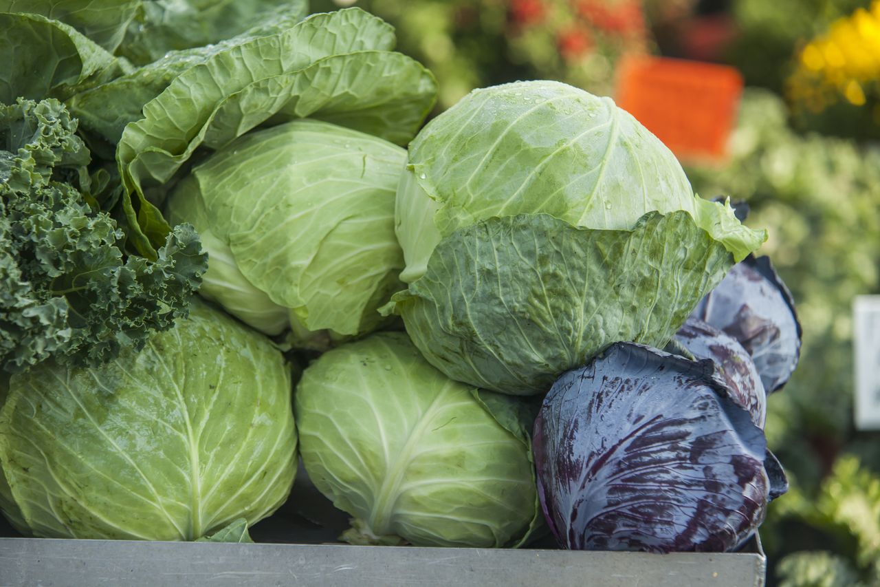 Heads of cabbage for sale