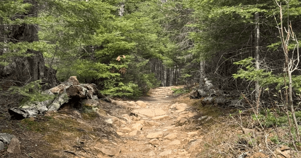 A rocky dirt hiking path winding through a lush green forest on the Devil's Kettle Trail in Minnesota.