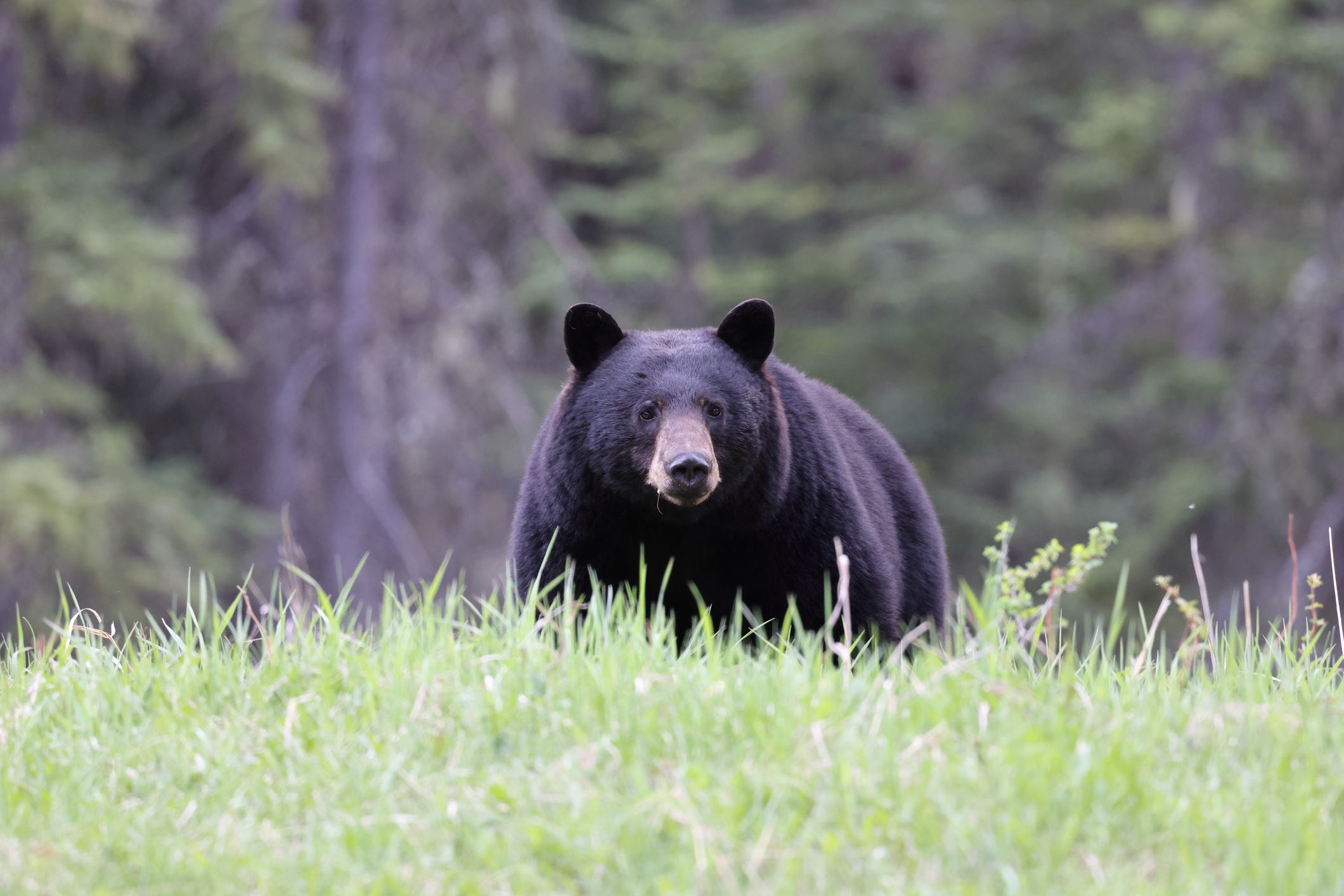 Area that rarely sees fatal bear attacks logs 2 more