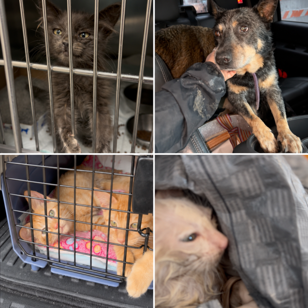 After Texas floods, volunteers race to reunite displaced pets with families