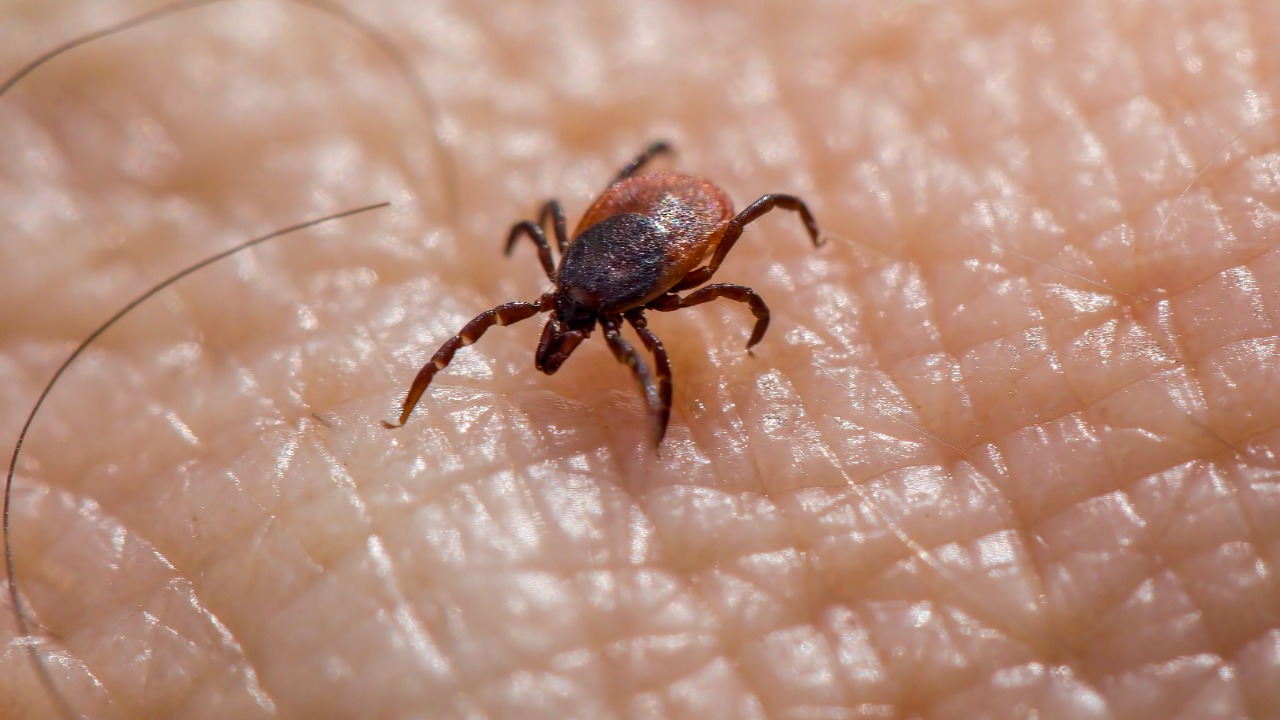 A tick bite can now leave you violently allergic to red meat, and cases are climbing