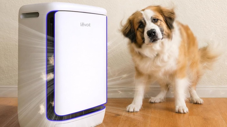 A dog standing near the Levoit Vital Pet Pro air purifier.