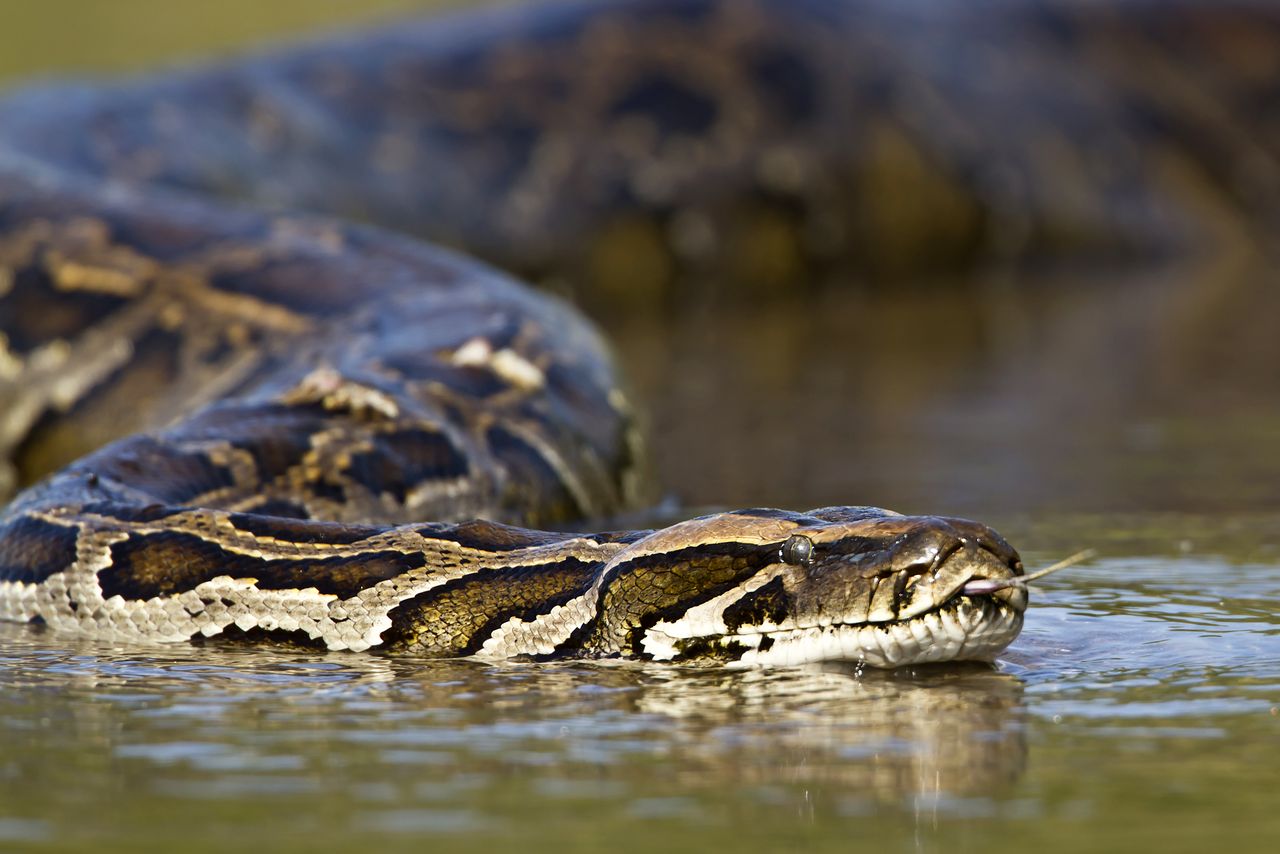 Burmese Python in water