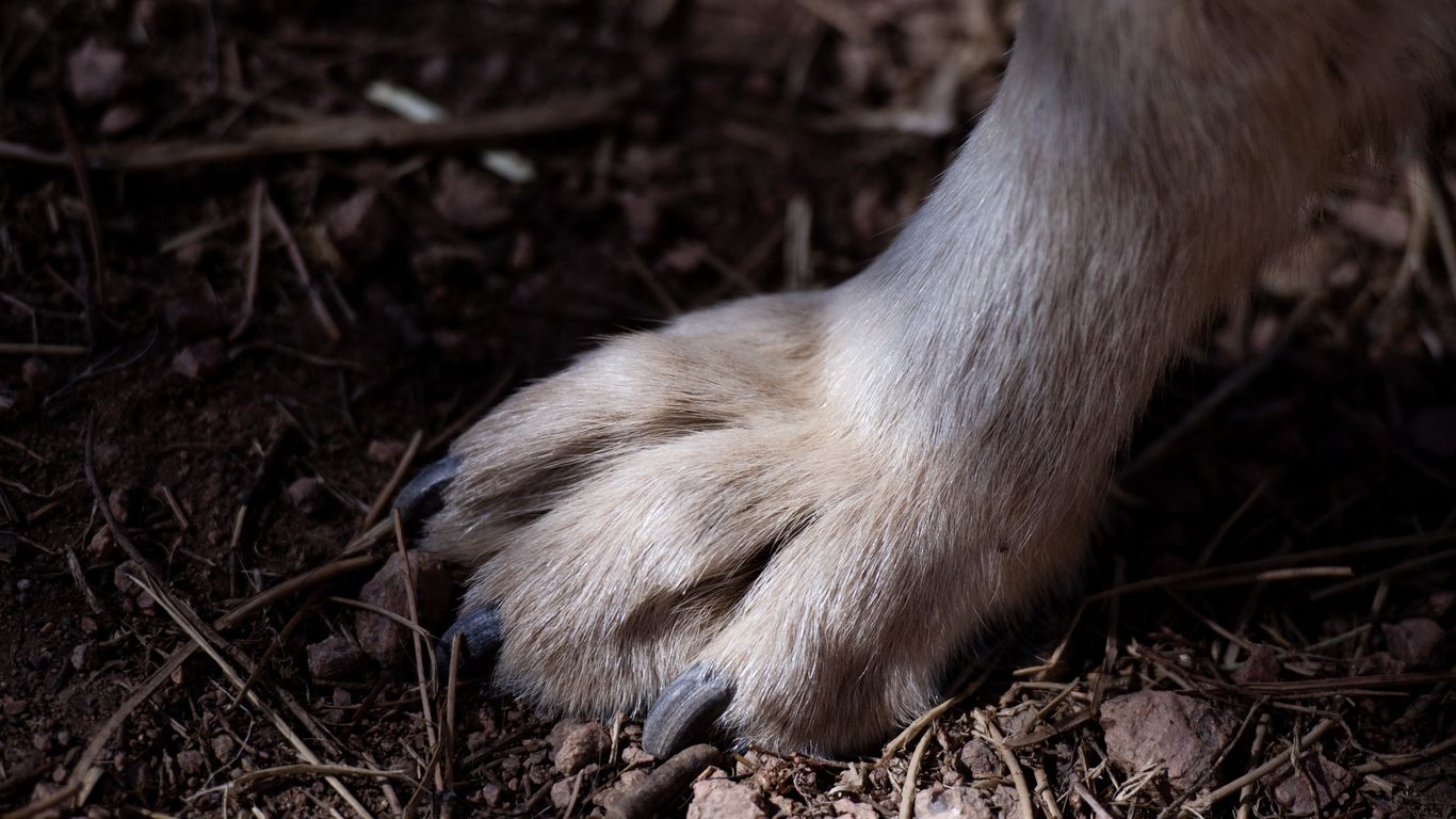 Colorado's wolf population is growing — and so are tensions