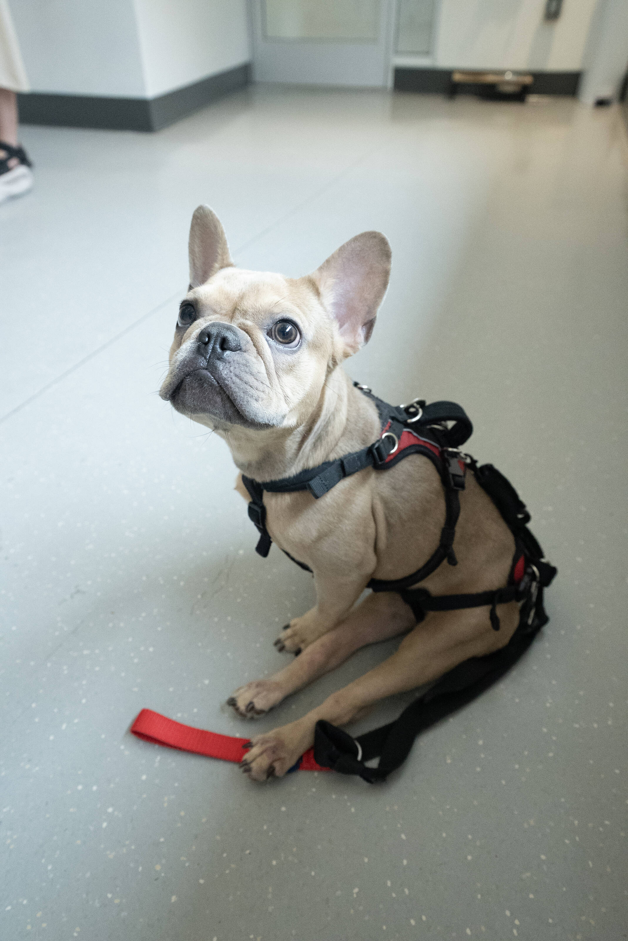 These Adoptable Pups Found Their Perfect Diet — Now They Need Their Perfect Home