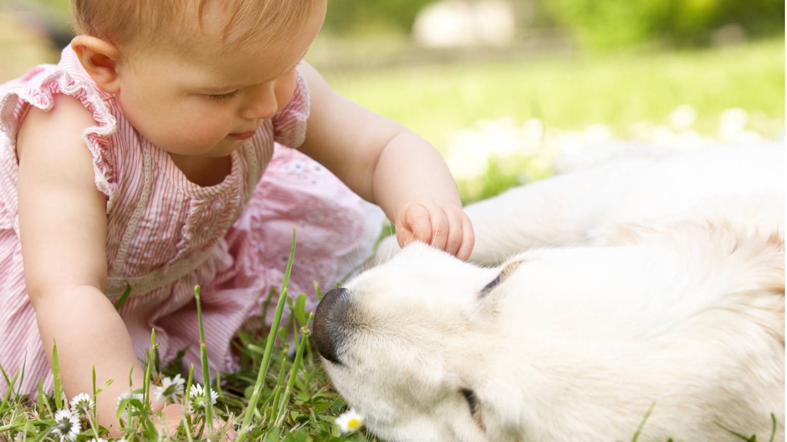 This toddler has an adorable morning routine with her three golden retrievers