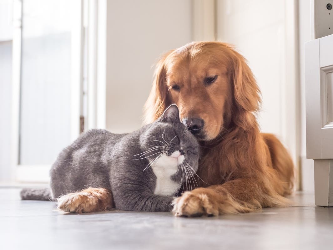 Will County Animal Protection Services launches new pet assistance program