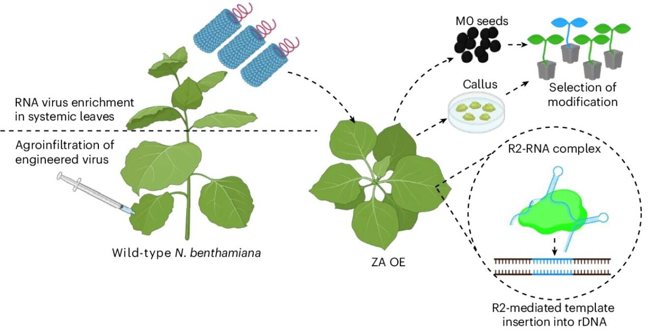 Genome tool places large genetic sequences precisely in rice and tobacco without DNA breaks