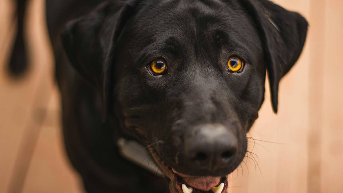 Labrador shares daily breakfast with her favorite stuffed animal, and it's the sweetest